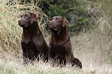 LABRADOR 729